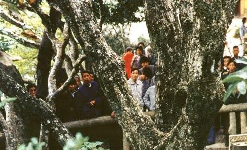 普陀鹅耳枥 地球仅存一株