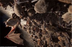 考古学家透露秦始皇陵内藏奇怪生物，所以一