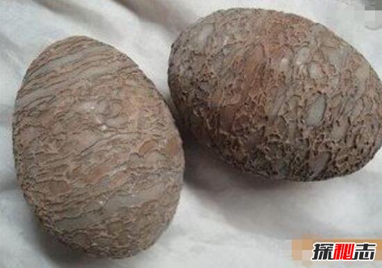 世界上最古老蛋,2.8亿年前的史前恐龙蛋(史前恐